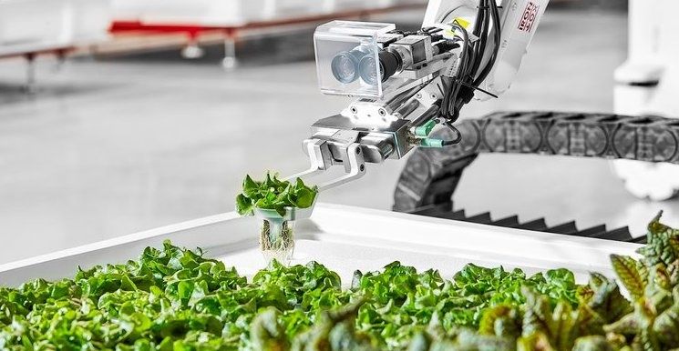 a photo of a robot arm planting vegetables